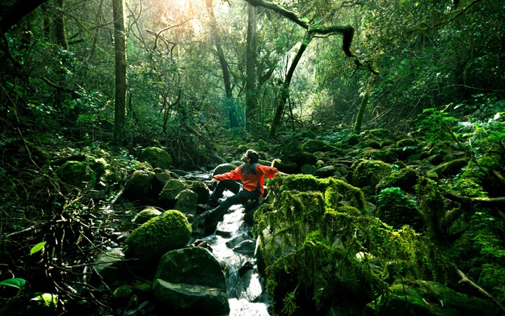 peru jungle