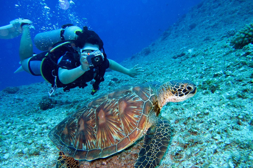 scuba turtle