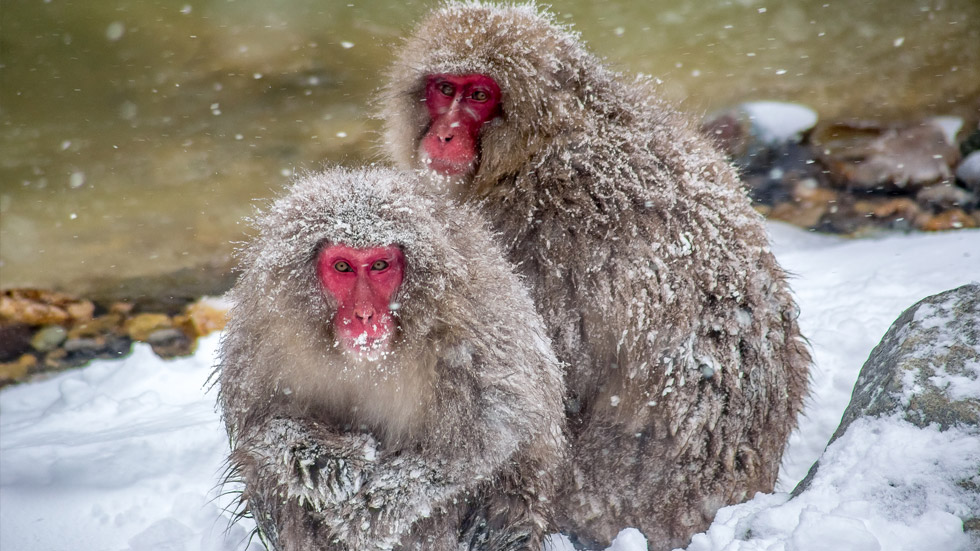 snow monkeys