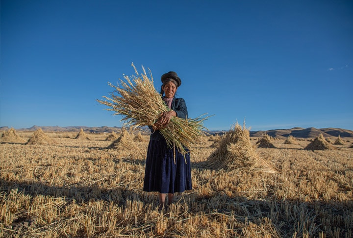 harvest peru