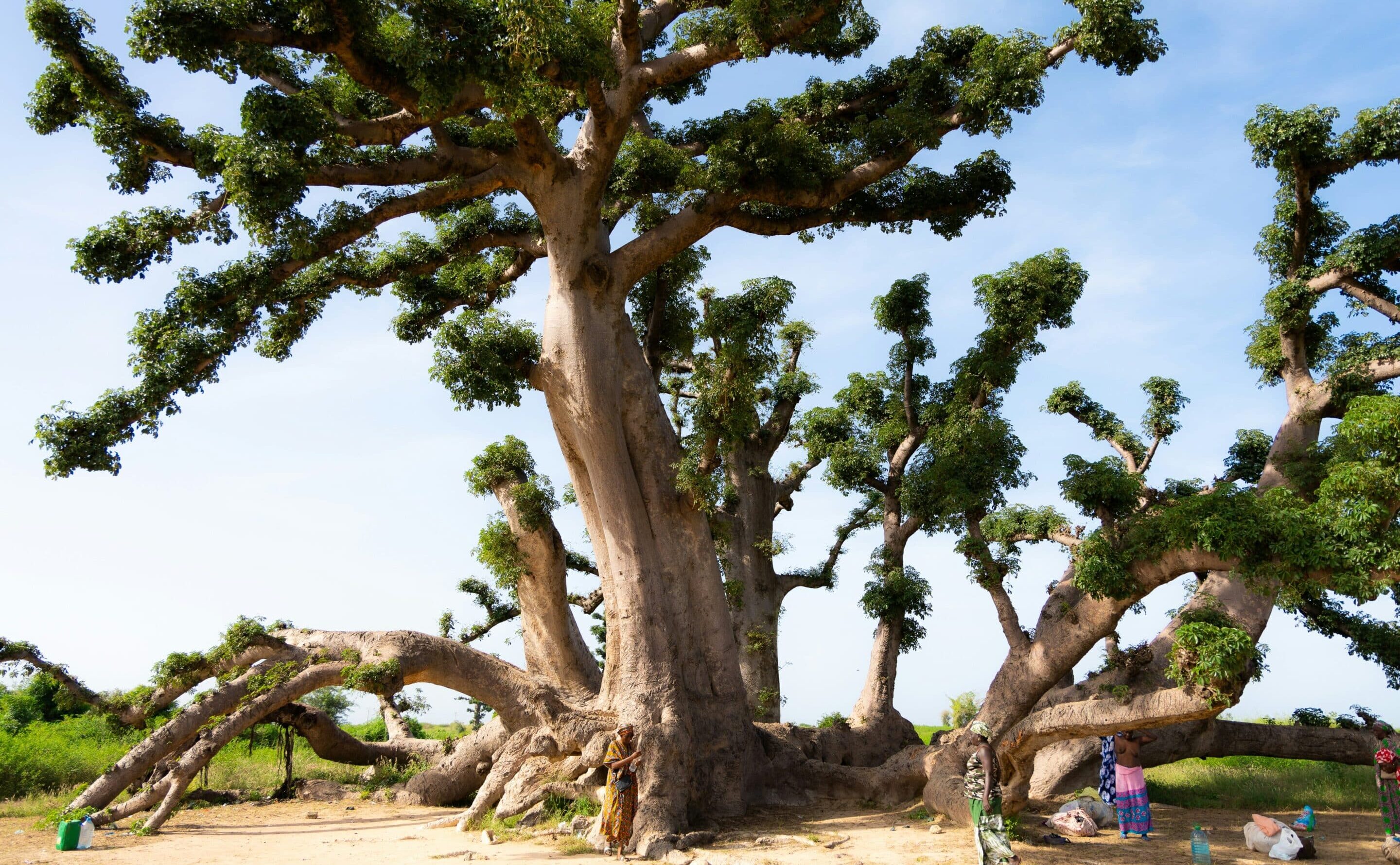 study abroad programs in Iceland